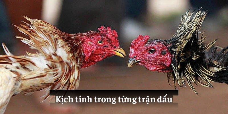 Đá Gà Campuchia 99OK - Nền Tảng Giải Trí Đầy Cuốn Hút Năm 2025 3 Ưu điểm vượt trội khi trải nghiệm đá gà Campuchia 99OK